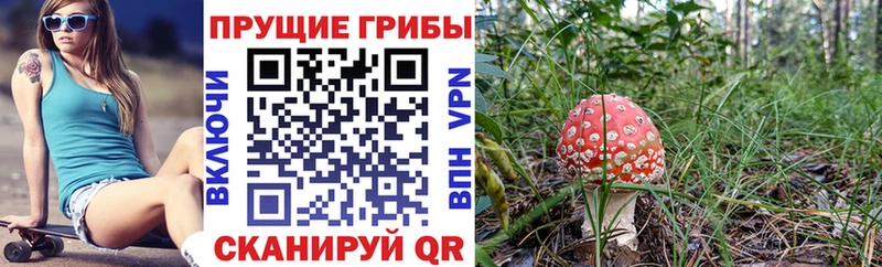 МЕГА рабочий сайт  Гатчина  Галлюциногенные грибы мухоморы  купить закладку 