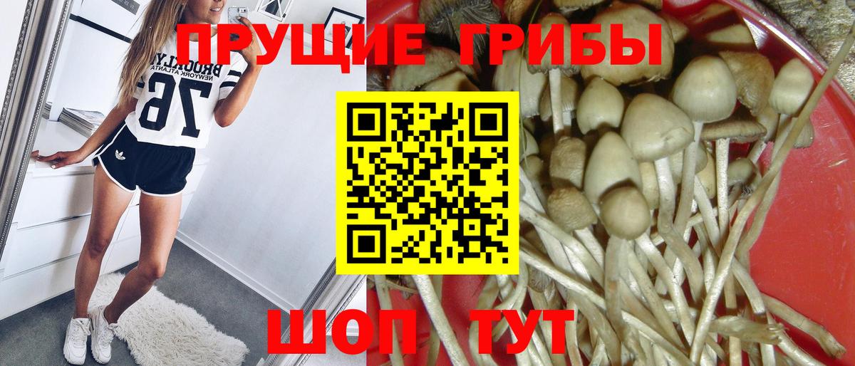 Галлюциногенные грибы Psilocybine cubensis Гатчина