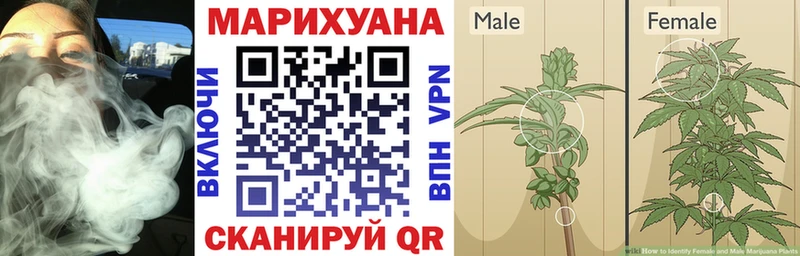 Шишки марихуана план Гатчина